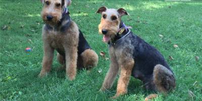 Inkontosa Airedale Terrier