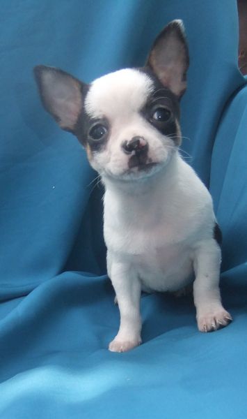 chihuahua  plo curto