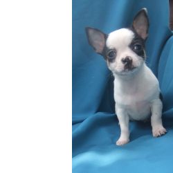 chihuahua  plo curto