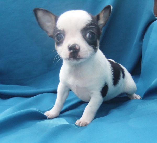 chihuahua  plo curto