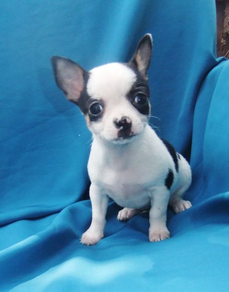 chihuahua  plo curto