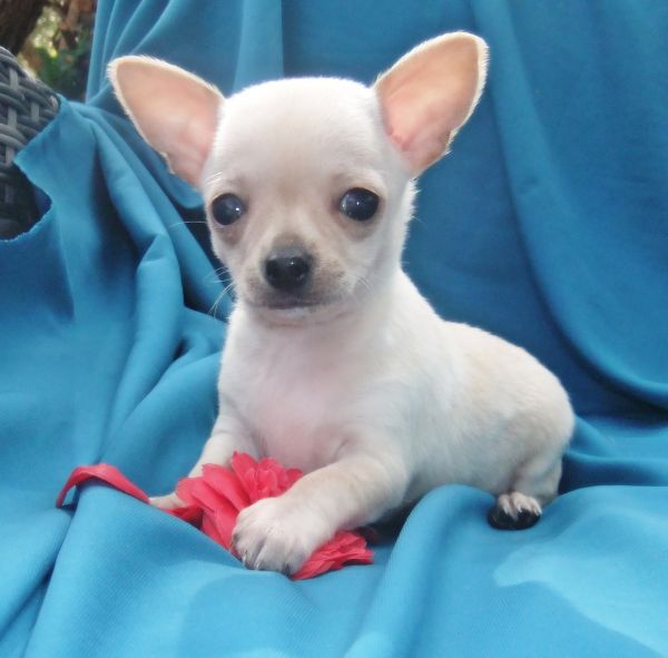 chihuahua  plo curto