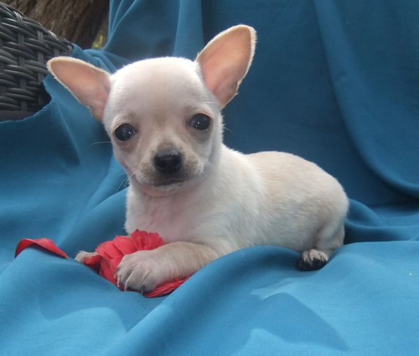 chihuahua  plo curto