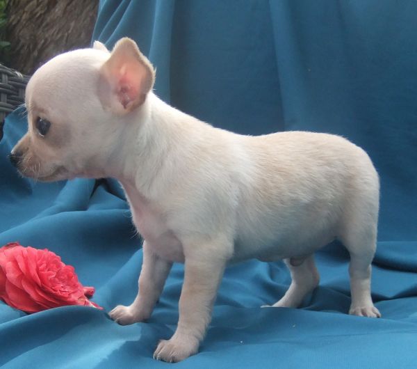 chihuahua  plo curto