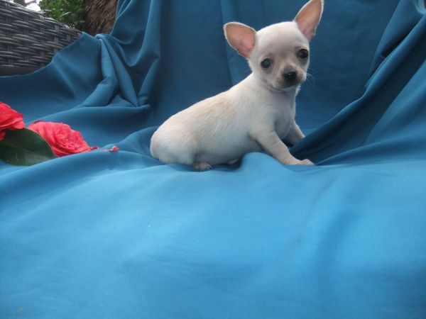 chihuahua  plo curto