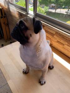 Pug carlin macho para cruzamento