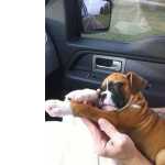 Boxer