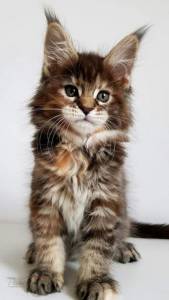  Maine Coon
