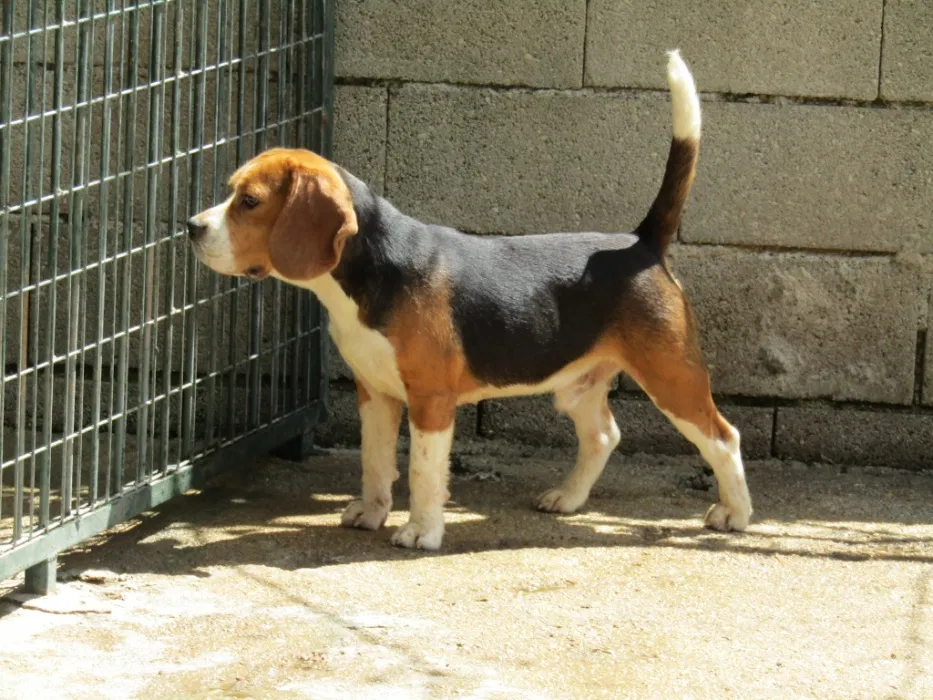 Beagle Tricolor de qualidade