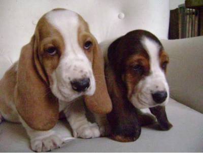 Basset hound