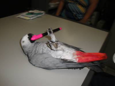 Papagaio do Congo Cinza
