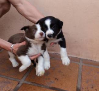 Border Collie