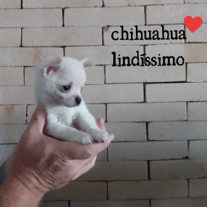 Chihuahua maravilhosos pequenininho pronta entrega