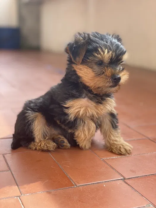 Miniatura cachorros yorkshire terrier