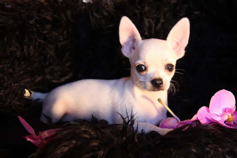 Lindo Cachorro Chihuahua