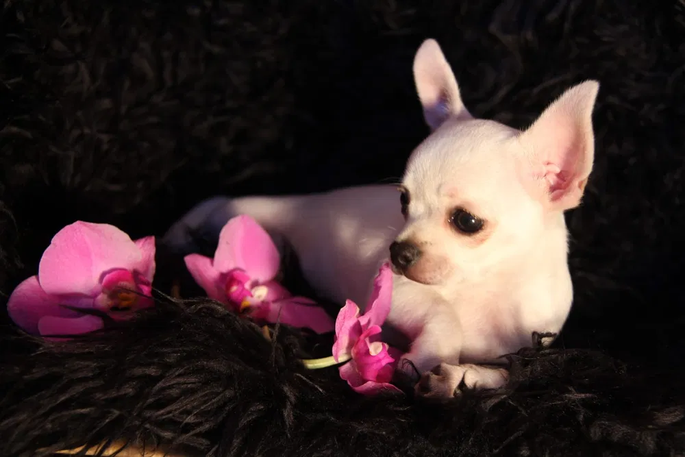 Lindo Cachorro Chihuahua