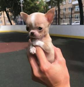Filhotes de Chihuahua Pelo longo e curto