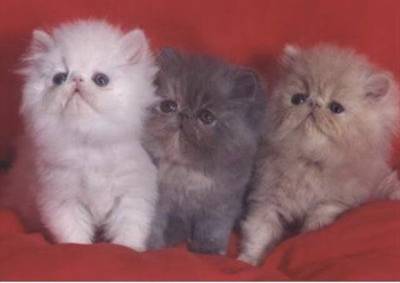 Estou a procura de gatinhos persa