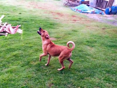 Boxer com Foxhound