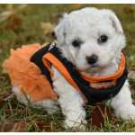 Filhotes Bichon Frise