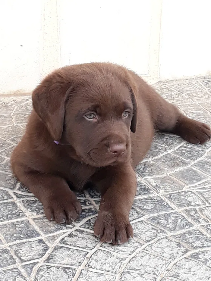 Labrador Retriever Chocolate LOP e Afixo