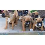 Cachorros Boxer