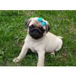 Procuro pug para adotar