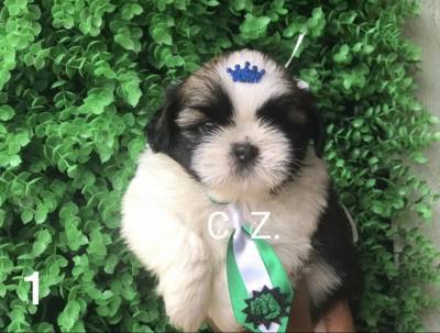 Shih Tzu Mini Filhote com Pedigree e Garantia de Sade