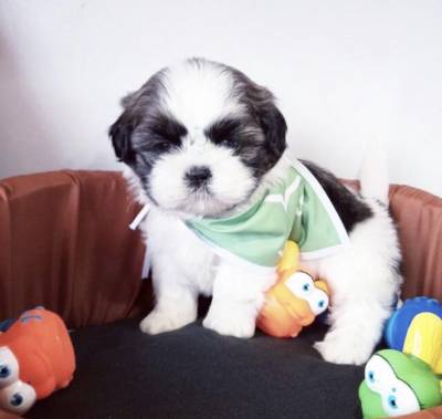 Shih Tzu Mini Filhote com Pedigree e Garantia de Sade