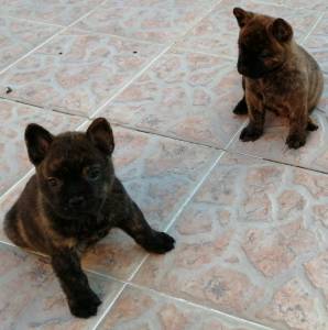 Excelente Cachorro Bulchow Chow Chow e Buldogue Francs