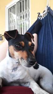 Cachorrinha Perdida