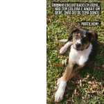 Perro encontrado tricolor marr�n Fafe Brown dog pet
