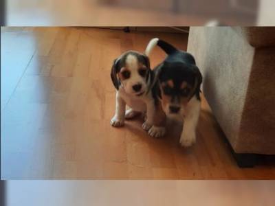 Cachorros beagle Bi e tricolor