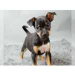 Pinscher com pedigree