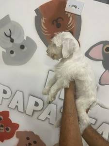 Schnauzer - Macho Branco