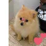 spitz alemo ano lulu da pomerania fmea creme entrego hoje chama no zap