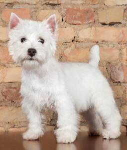 west terrier