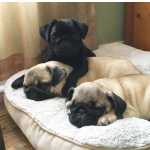 Filhotes de Pug