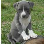 American Staffordshire Terrier Blue