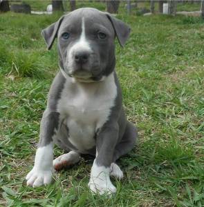 American Staffordshire Terrier Blue