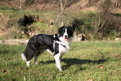 Procuro border collie macho para criar em Outubro deste ano