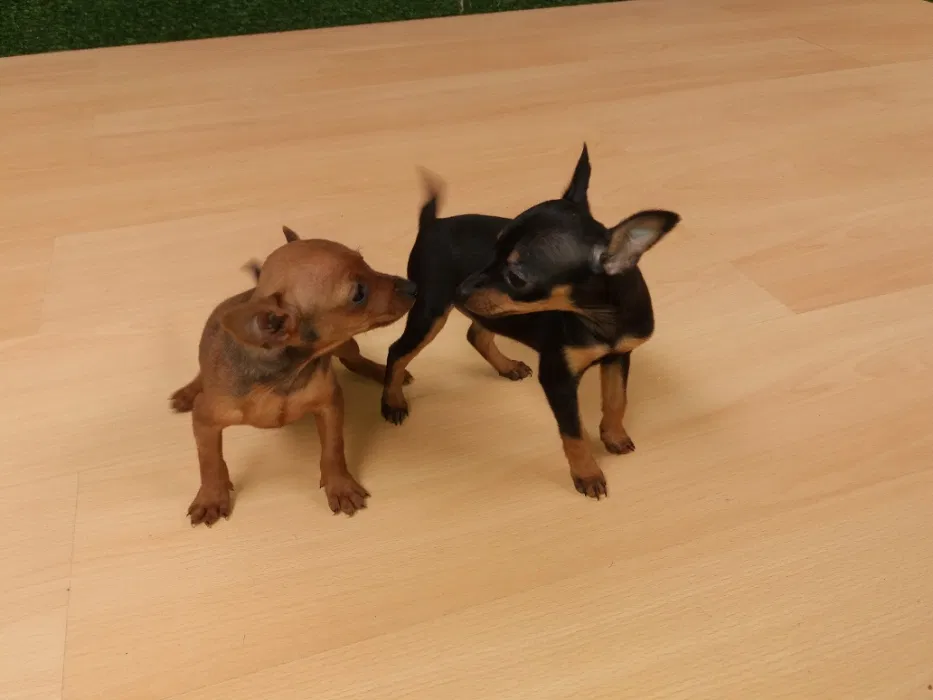 Cachorros pinscher miniatura criado em ambiente familiar