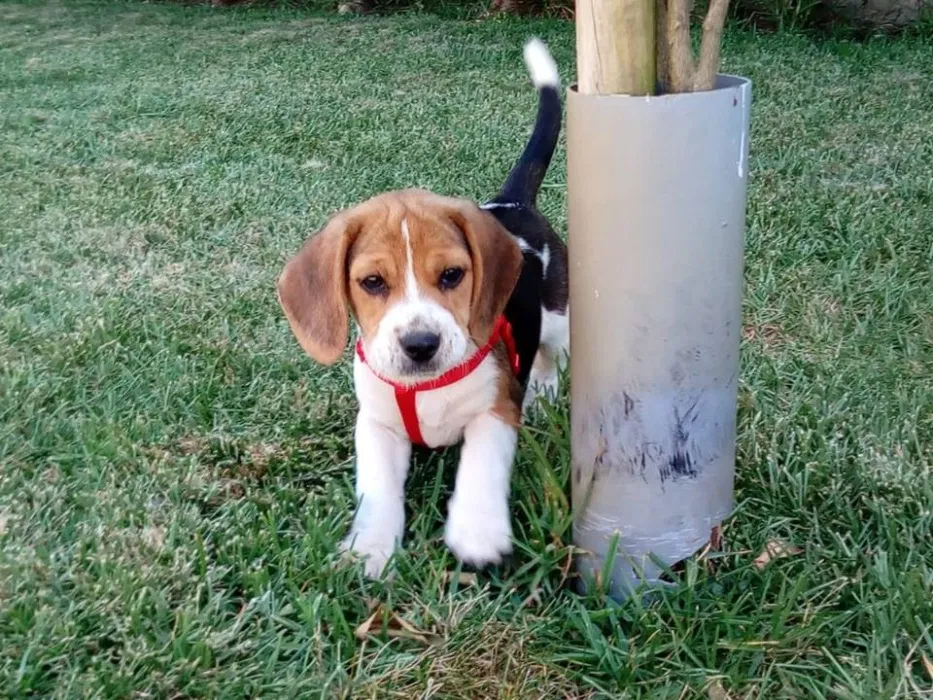 Cachorro beagle tricolor bicolor