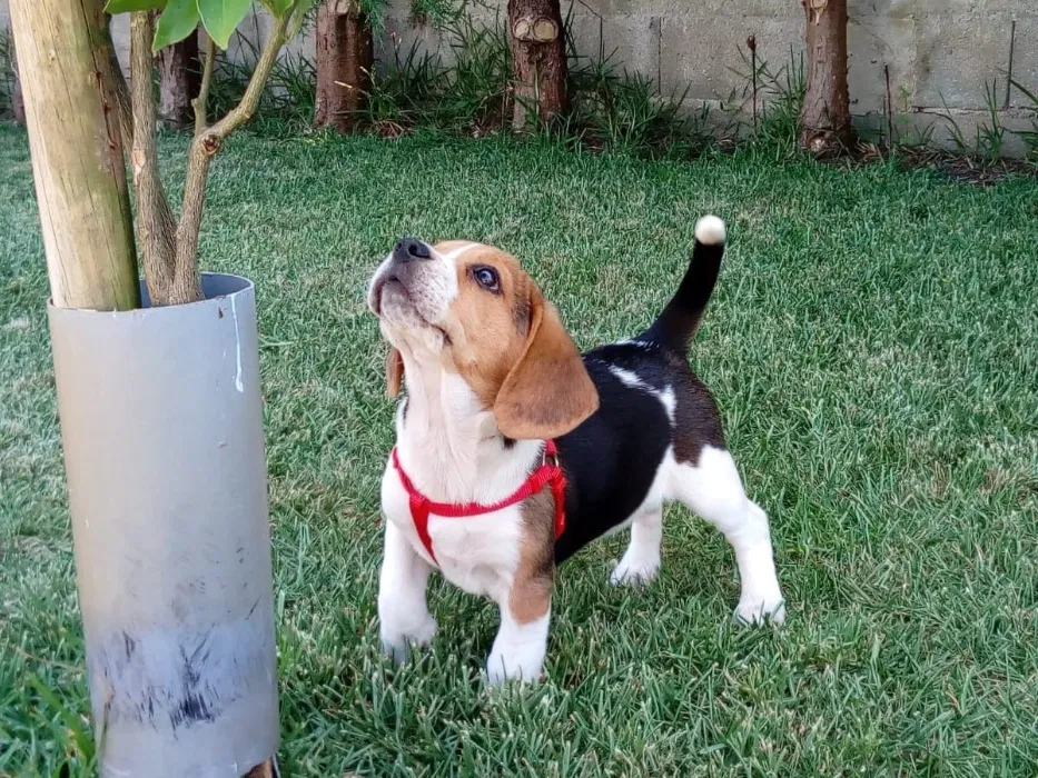 Cachorro beagle tricolor bicolor