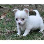 Chihuahua