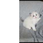 ragdoll