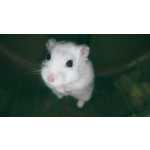 Hamster An�o Russo