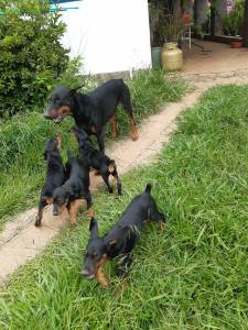 Filhotes Dobermann com pedigree e sangue europeu