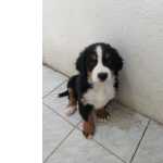 Bernese