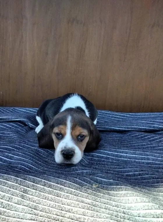 cachorro Beagle tricolor